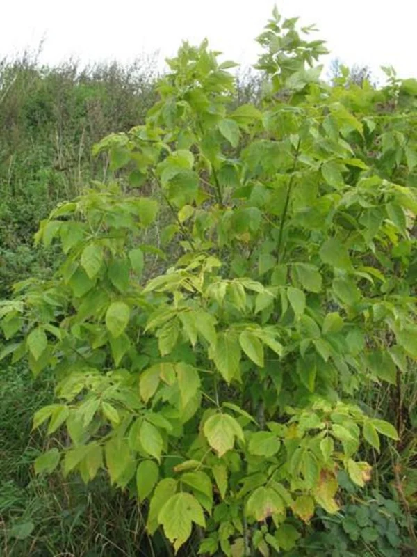 Boxelder Maple Tree Bare-root 12-18 Inch Tall - Acer Nugundo Landscaping Tree