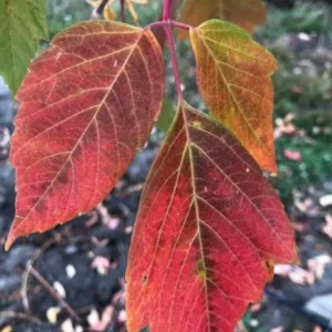 Boxelder Maple Tree Bare-root 12-18 Inch Tall - Acer Nugundo Landscaping Tree