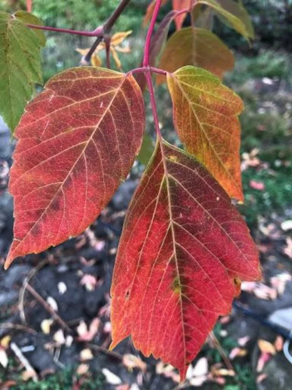 Boxelder Maple Tree Bare-root 12-18 Inch Tall - Acer Nugundo Landscaping Tree