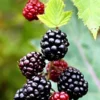 Boysenberry Plant Floricane - 3-6 in Plug - Edible Rubus ursinus