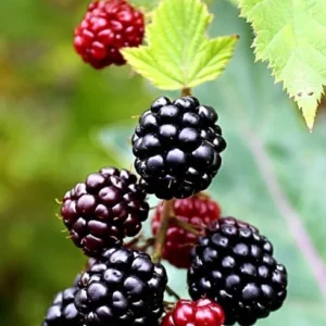 Boysenberry Plant Floricane - 3-6 in Plug - Edible Rubus ursinus