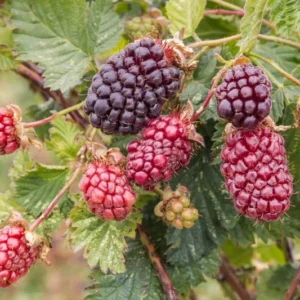 Boysenberry Plant Floricane - 3-6 in Plug - Edible Rubus ursinus