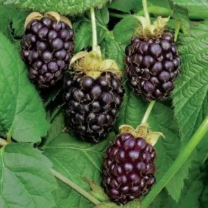 Boysenberry Plant Floricane - 3-6 in Plug - Edible Rubus ursinus
