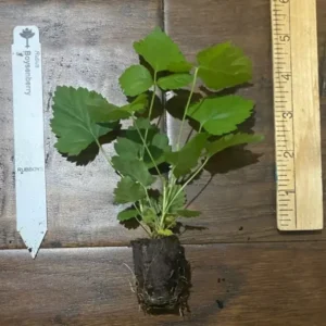 Boysenberry Plant Floricane - 3-6 in Plug - Edible Rubus ursinus