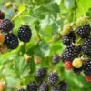 Boysenberry Plants Live - 2 Seedlings for Home Garden Planting