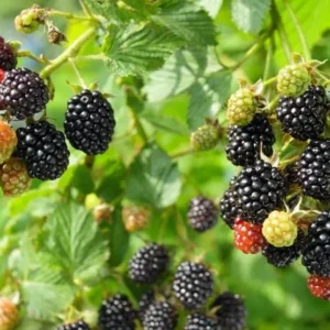 Boysenberry Plants Live - 2 Seedlings for Home Garden Planting