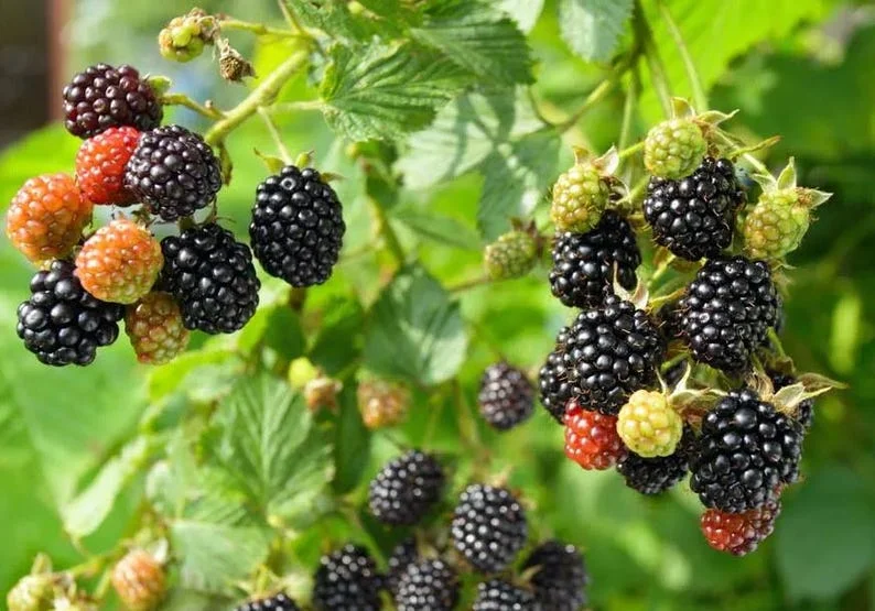 Boysenberry Plants Live - 2 Seedlings for Home Garden Planting