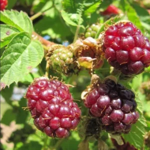 Boysenberry Plants Live - 2 Seedlings for Home Garden Planting
