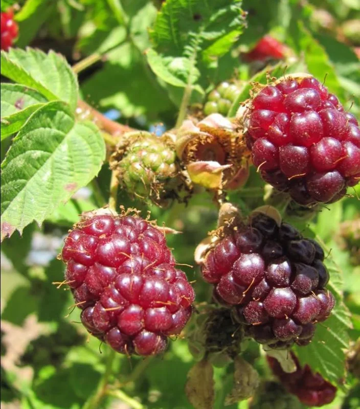 Boysenberry Plants Live - 2 Seedlings for Home Garden Planting