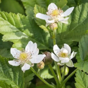Boysenberry Plants Live - 2 Seedlings for Home Garden Planting