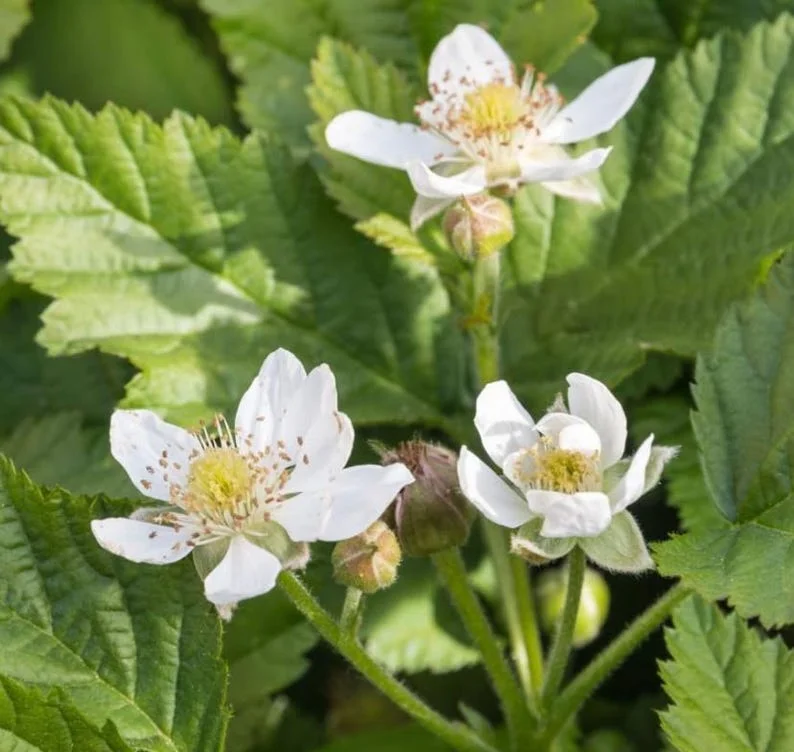 Boysenberry Plants Live - 2 Seedlings for Home Garden Planting
