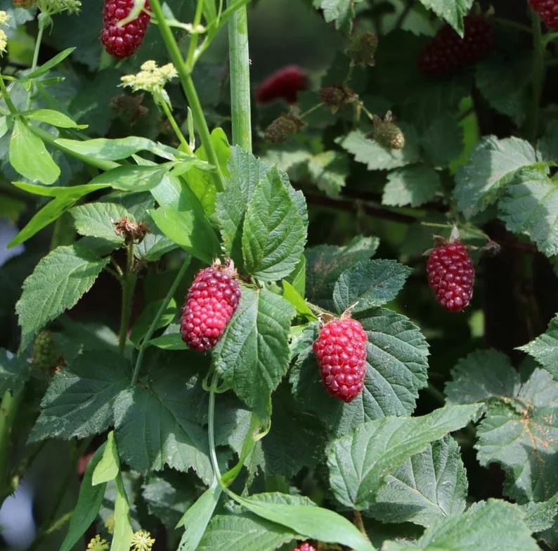 Boysenberry Plants Live - 2 Seedlings for Home Garden Planting