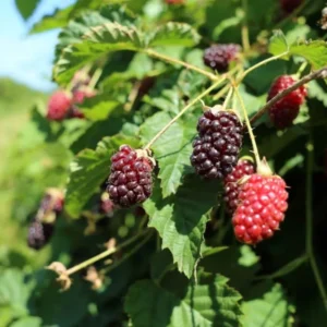 Boysenberry Plants Live - 2 Seedlings for Home Garden Planting