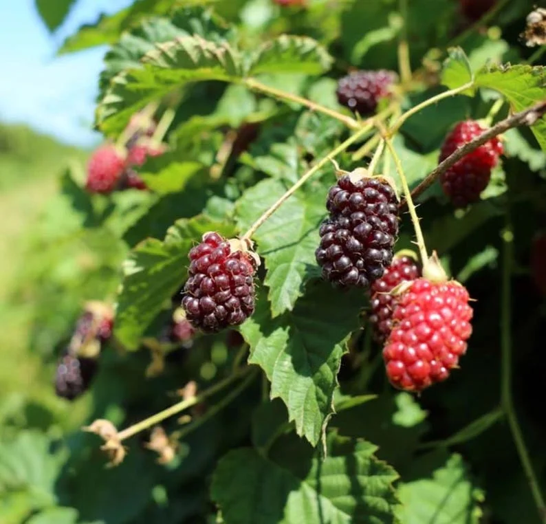 Boysenberry Plants Live - 2 Seedlings for Home Garden Planting