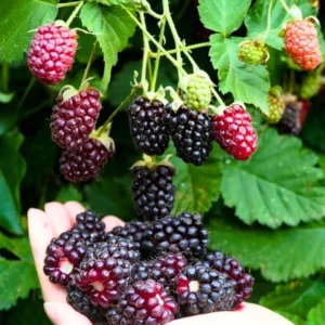 Boysenberry Plants Live - 2 Seedlings for Home Garden Planting