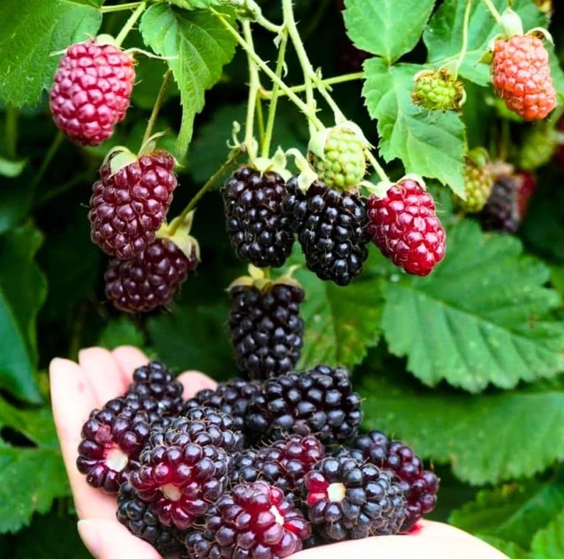 Boysenberry Plants Live - 2 Seedlings for Home Garden Planting