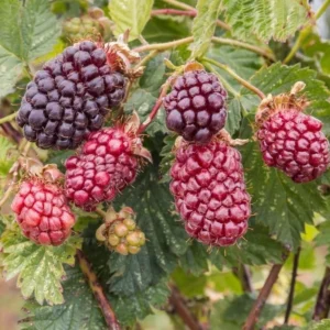 Boysenberry Plants Live - 2 Seedlings for Home Garden Planting