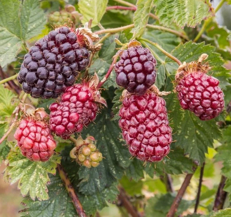 Boysenberry Plants Live - 2 Seedlings for Home Garden Planting