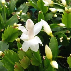 White Thanksgiving Cactus Live Plant 6