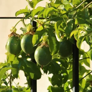 Purple Passion Fruit Tree Live Plant for Planting 4’’ Pot 12”Tall Outdoor Garden