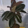 Braided Burgundy Rubber Tree - 15" Tall - Ficus Elastica - 6" Pot