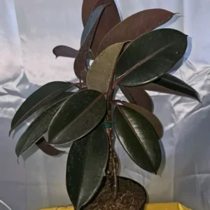Braided Burgundy Rubber Tree - 15" Tall - Ficus Elastica - 6" Pot