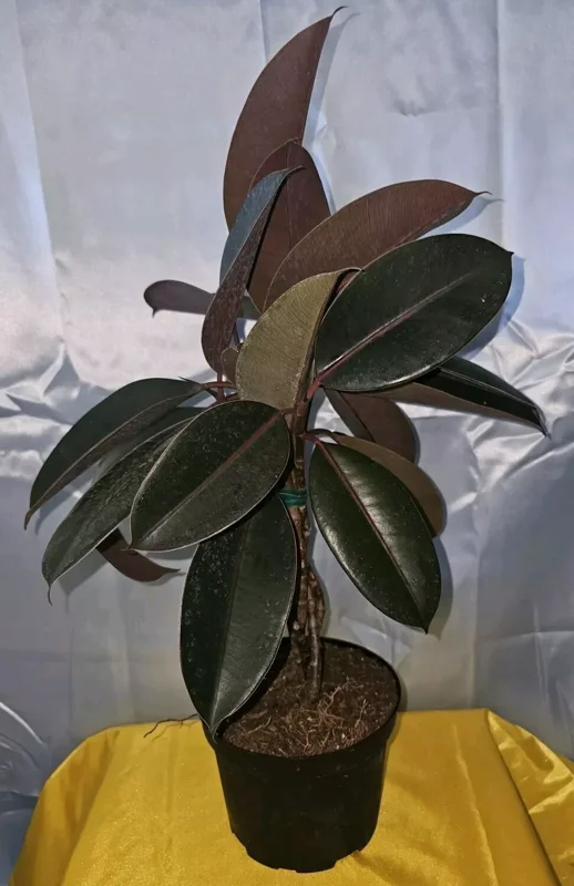 Braided Burgundy Rubber Tree - 15" Tall - Ficus Elastica - 6" Pot