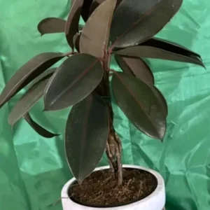 Braided Burgundy Rubber Tree - 15" Tall - Ficus Elastica - 6" Pot