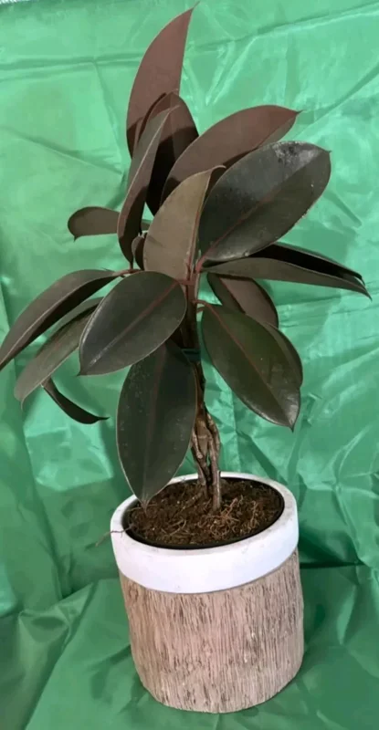 Braided Burgundy Rubber Tree - 15" Tall - Ficus Elastica - 6" Pot