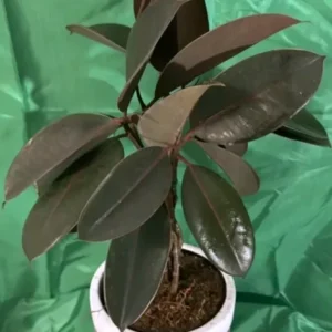 Braided Burgundy Rubber Tree - 15