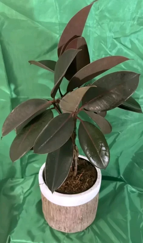 Braided Burgundy Rubber Tree - 15" Tall - Ficus Elastica - 6" Pot