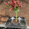 Braided Shrimp Live Plant - 15" Red Maroon Justicia Brandegeana in 6" Pot