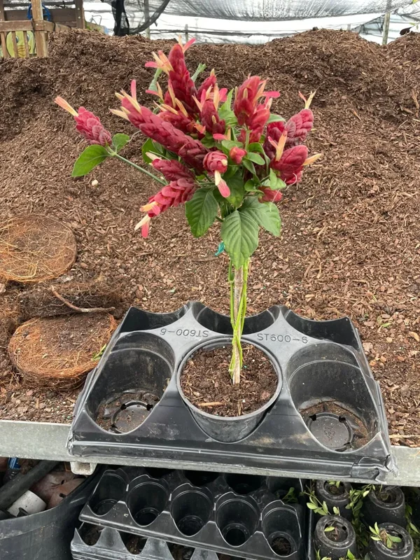 Braided Shrimp Live Plant - 15" Red Maroon Justicia Brandegeana in 6" Pot