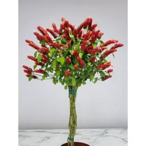 Braided Shrimp Live Plant - 15