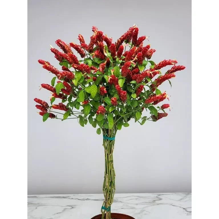 Braided Shrimp Live Plant - 15" Red Maroon Justicia Brandegeana in 6" Pot