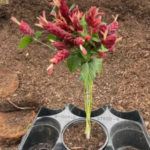 Braided Shrimp Live Plant - 15
