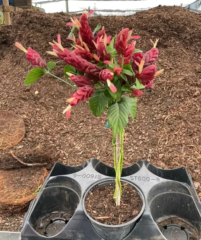 Braided Shrimp Live Plant - 15" Red Maroon Justicia Brandegeana in 6" Pot