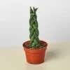 Braided Snake Succulent Live Plant 4" Pot for Indoor Outdoor Home Garden Decor