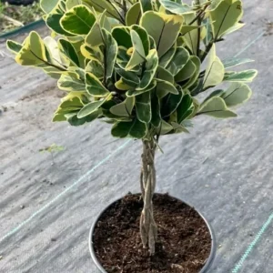 Braided Variegated Ficus Triangularis - 15-20" Tall - Live Plant in 6" Pot