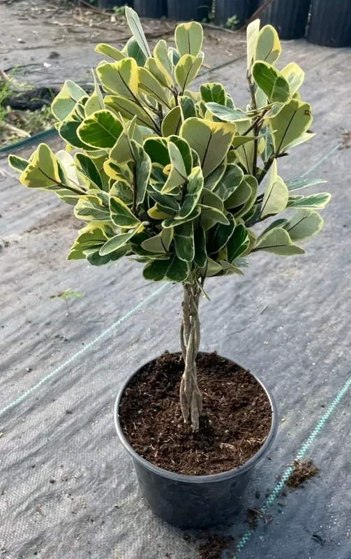 Braided Variegated Ficus Triangularis - 15-20" Tall - Live Plant in 6" Pot
