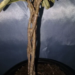 Braided Variegated Ficus Triangularis - 15-20" Tall - Live Plant in 6" Pot