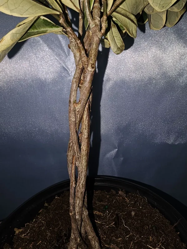 Braided Variegated Ficus Triangularis - 15-20" Tall - Live Plant in 6" Pot