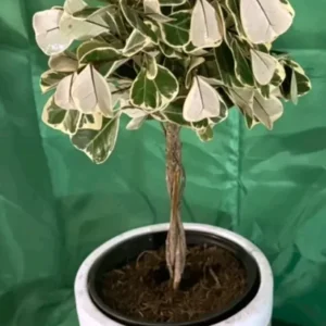 Braided Variegated Ficus Triangularis - 15-20