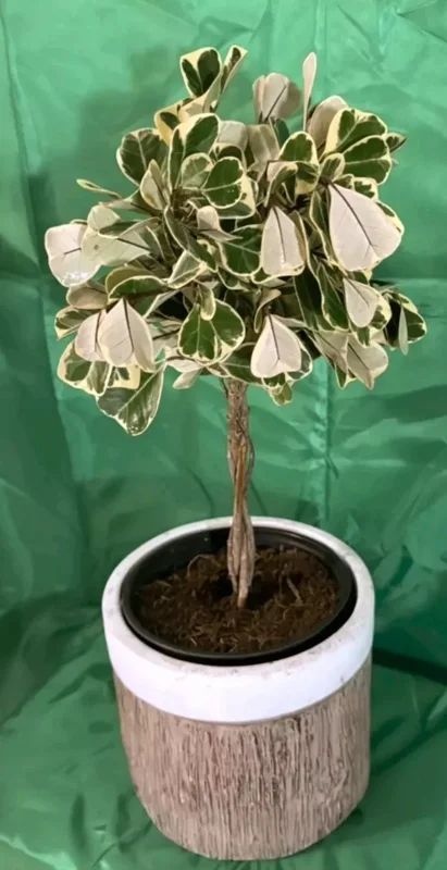 Braided Variegated Ficus Triangularis - 15-20" Tall - Live Plant in 6" Pot