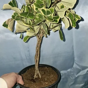 Braided Variegated Ficus Triangularis - 15-20