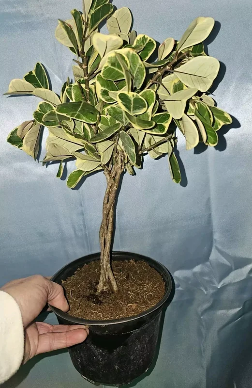 Braided Variegated Ficus Triangularis - 15-20" Tall - Live Plant in 6" Pot