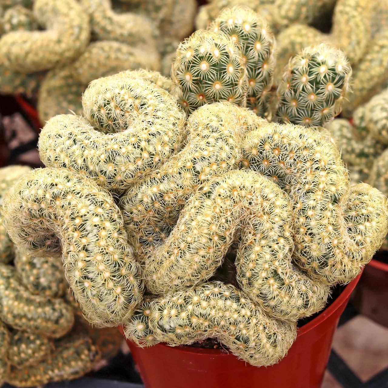 Brain cactus for halloween