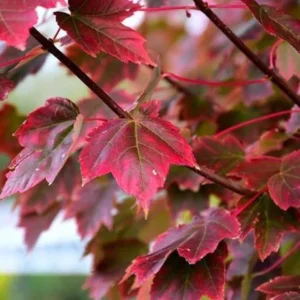 Brandywine Maple Tree - 2.5” Pot - Hardy & Stunning Fall Color