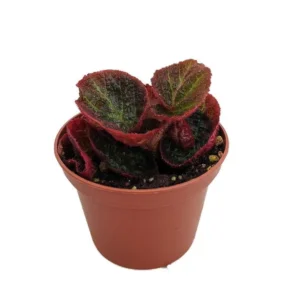 Brazilian Begonia Manaus Hybrid - 2.5