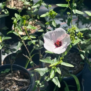 Brazilian Rock Rose Pavonia Fully Rooted 1 Gallon Plant – Pink Flowers, Deer-Resistant